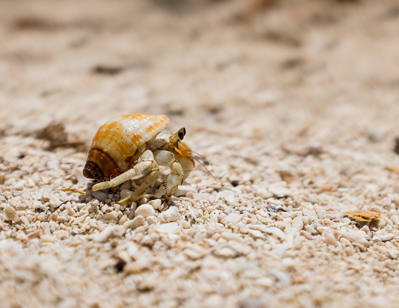 mystery-island-crab