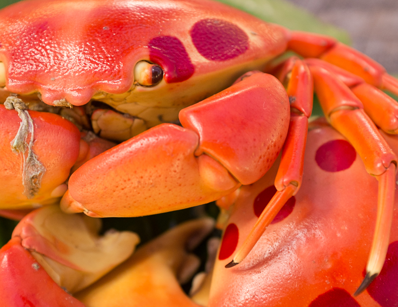 mystery-island-lobster